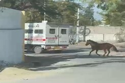 बीमार बहन को ले जा रही एंबुलेंस का पीछा करता रहा घोड़ा बीमार बहन को ले जा रही एंबुलेंस का पीछा करता रहा घोड़ा