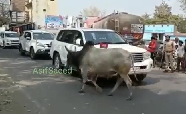 Video: Akhilesh Yadav Runs Into Bull During Travel, Posts Sarcastic Couplet