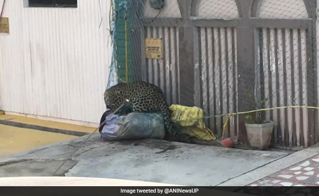 Video: Leopard Enters House In UP's Meerut. What Happened Next
