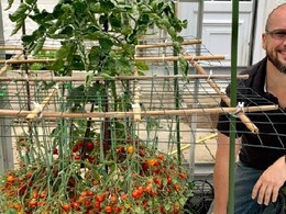 Wait, What? Man Grows 1269 Tomatoes From Single Stem; Breaks His Own Record