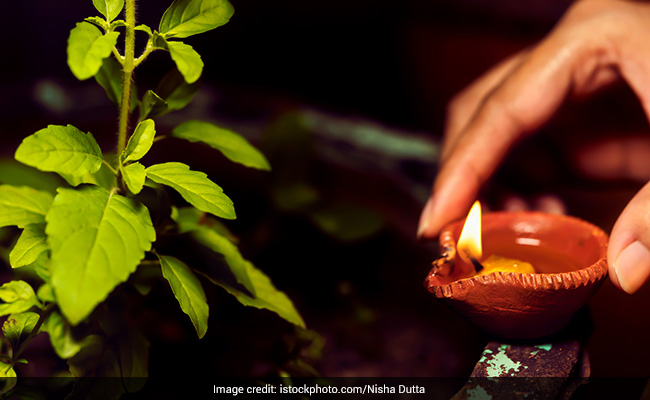 Vastu Tips For Tulsi: इस दिन नहीं दिया जाता है तुलसी में जल, मान्यता है रूठ जाती हैं मां लक्ष्मी
