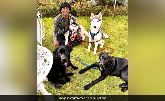 Just A Pic From Dhanush's "Long Due Reunion" With His Pet Pooches