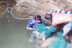 2-Year-Old Deer Rescued By Forest Officials In Tamil Nadu's Coimbatore 2-Year-Old Deer Rescued By Forest Officials In Tamil Nadu's Coimbatore