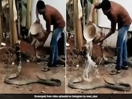 गर्मी से बेहाल किंग कोबरा पर शख्स ने डाला पानी, रोंगटे खड़े कर देगा VIDEO गर्मी से बेहाल किंग कोबरा पर शख्स ने डाला पानी, रोंगटे खड़े कर देगा VIDEO