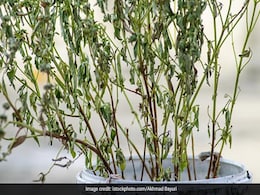 Gardening tips : तुलसी का पौधा गया है मुरझा तो इन टिप्स की मदद से कीजिए हरा-भरा Gardening tips : तुलसी का पौधा गया है मुरझा तो इन टिप्स की मदद से कीजिए हरा-भरा