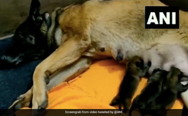 Border Police Warrior Dogs Julie, Oksana Give Birth To 13 Puppies