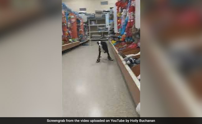 जूते पहनकर Dog ने दिए गजब के रिएक्शन्स, वीडियो देख हंसने लगेंगे आप, देखें वायरल वीडियो