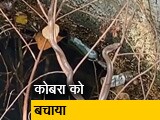 Video : नासिक में 2 फीट लंबे और बेहद जहरीले कोबरा को कुएं से बचाया