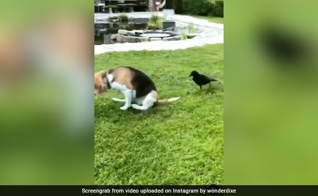 खुद से कई गुना ताकतवर कुत्ते से भिड़ गया कौवा, वीडियो में देखें कैसे मैदान छोड़ भाग गया डॉग