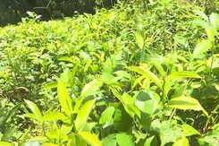 The Organic Drive That Plunged Sri Lanka Into Crisis The Organic Drive That Plunged Sri Lanka Into Crisis