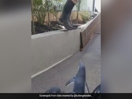 पेंग्विन बन गया है इंसान का यार, वीडियो देख कर लोग दे रहे हैं प्यार, देखें दिल छू लेने वाला वीडियो पेंग्विन बन गया है इंसान का यार, वीडियो देख कर लोग दे रहे हैं प्यार, देखें दिल छू लेने वाला वीडियो