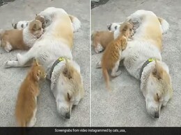 मां की ममता से बिल्ली के बच्चे का भरा पेट, डॉगी का यह VIDEO जीत लेगा आपका दिल मां की ममता से बिल्ली के बच्चे का भरा पेट, डॉगी का यह VIDEO जीत लेगा आपका दिल