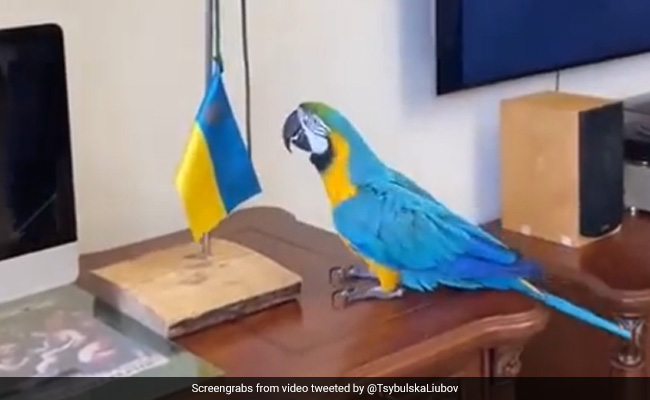 Viral Video: तोते ने यूक्रेन का झंडा फहराया, सोशल मीडिया यूज़र्स हुए हैरान