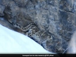 Watch: Rare Snow Snow Leopard Sighted In Spiti Valley Of Himachal Pradesh Watch: Rare Snow Snow Leopard Sighted In Spiti Valley Of Himachal Pradesh