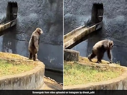 VIDEO VIRAL: नहीं उतर रहा 'पुष्पा' का बुखार, अब गोरिल्ला ने किया 'श्रीवल्ली' का हुकस्टेप VIDEO VIRAL: नहीं उतर रहा 'पुष्पा' का बुखार, अब गोरिल्ला ने किया 'श्रीवल्ली' का हुकस्टेप