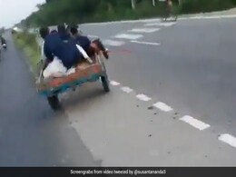 भैंस ने किस तरह कुछ सिरफिरों को चखाया मजा, वीडियो देख कहेंगे- 'जैसे करनी, वैसी भरनी' भैंस ने किस तरह कुछ सिरफिरों को चखाया मजा, वीडियो देख कहेंगे- 'जैसे करनी, वैसी भरनी'