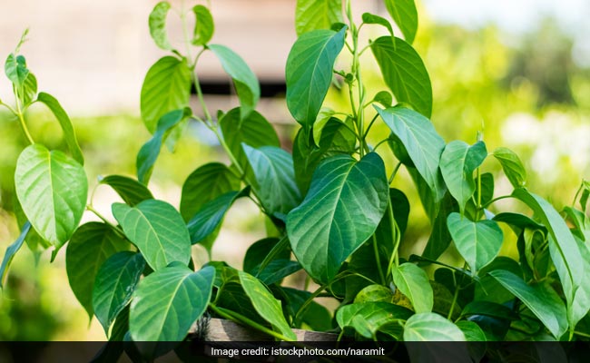 Diabetes के लिए काल है ये हरी पत्ती, इनको खाकर मीठे की तरफ भूलकर भी नहीं देखेंगे आप, जानिए सेवन का तरीका