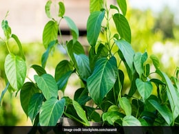 Diabetes में इस एक पौधे की पत्तियों के मिलते हैं कमाल के फायदे, जानें कौन सी है ये हरी औषधि Diabetes में इस एक पौधे की पत्तियों के मिलते हैं कमाल के फायदे, जानें कौन सी है ये हरी औषधि