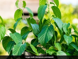 Diabetes के लिए काल है ये हरी पत्ती, इनको खाकर मीठे की तरफ भूलकर भी नहीं देखेंगे आप, जानिए सेवन का तरीका Diabetes के लिए काल है ये हरी पत्ती, इनको खाकर मीठे की तरफ भूलकर भी नहीं देखेंगे आप, जानिए सेवन का तरीका