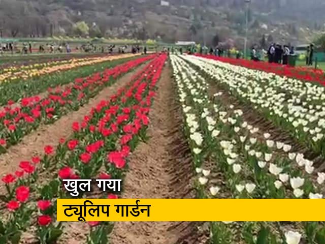 कश्मीर : अब आम लोग ट्यूलिप गार्डन का कर सकेंगे दीदार