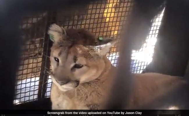 Video: Curious Dog Leads Family To Mountain Lion Under Porch