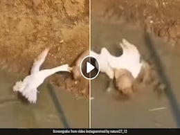 पपी को बत्तख से पंगा लेना पड़ा मंहगा, आगे जो हुआ उसे देख रोक नहीं पाएंगे अपनी हंसी पपी को बत्तख से पंगा लेना पड़ा मंहगा, आगे जो हुआ उसे देख रोक नहीं पाएंगे अपनी हंसी