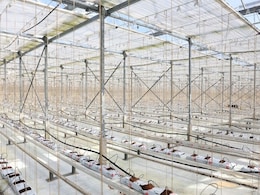 Cucumber Crisis: Surging Energy Prices Leave British Glasshouses Empty Cucumber Crisis: Surging Energy Prices Leave British Glasshouses Empty