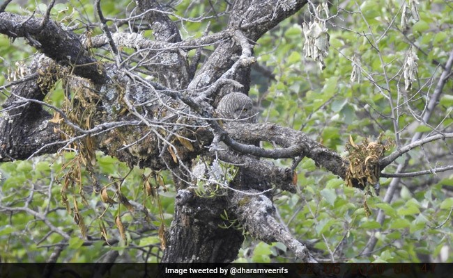 इस तस्वीर में छिपा है एक उल्लू, सिर्फ 20 सेकंड में खोज लेंगे आप, बस दिमाग दौड़ाइए
