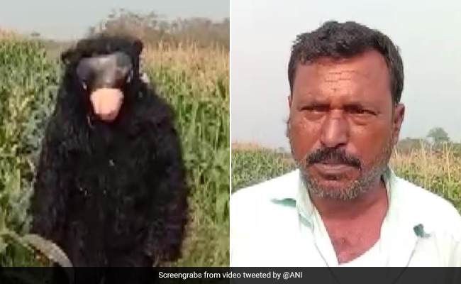 बंदरों और जंगली सूअरों को खेत से भगाने के लिए किसान ने किराए पर रखा ‘भालू’, हर रोज़ देता है 500 रुपए !