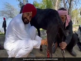 VIDEO: चुनाव नतीजों से पहले बकरी का दूध निकालते नजर आए सीएम चन्नी, बादल ने बोला- 'कुछ घंटे बचे हैं....' VIDEO: चुनाव नतीजों से पहले बकरी का दूध निकालते नजर आए सीएम चन्नी, बादल ने बोला- 'कुछ घंटे बचे हैं....'