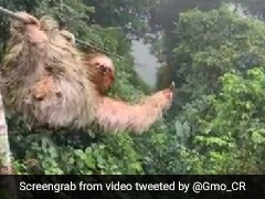 Boy Runs Into Sloth While Ziplining In Costa Rica, Internet Pokes Fun