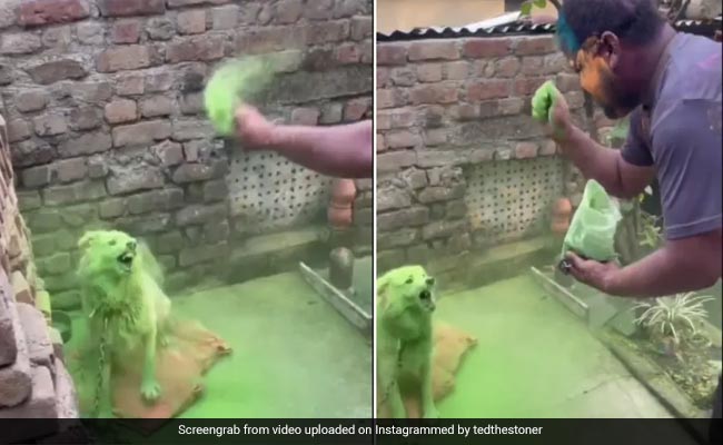 बेहद शर्मनाक: जंजीर से बंधे बेजुबान कुत्ते पर ये शख्स फेंकता रहा गुलाल, क्रूरता की सारी हदें की पार