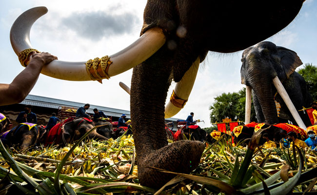 Thailand's Elephantine Buffet For Elephants Marking National Celebration