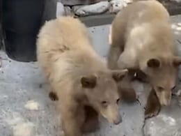 Watch: How Baby Bear Tries To Steal Food From A Man Sitting In His Car Watch: How Baby Bear Tries To Steal Food From A Man Sitting In His Car