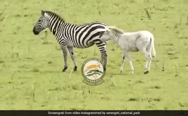 Watch: Rare Albino Zebra Spotted In Tanzanian National Park