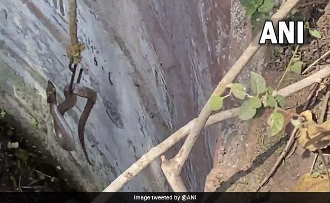 Watch: How A Highly Venomous Cobra Was Captured From Nashik Well