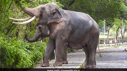 Delhi Zoo's Summer Plan: "Fruit Ice Cubes", Sprinklers To Keep Animals Cool