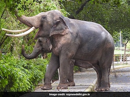 Delhi Zoo's Summer Plan: "Fruit Ice Cubes", Sprinklers To Keep Animals Cool Delhi Zoo's Summer Plan: "Fruit Ice Cubes", Sprinklers To Keep Animals Cool