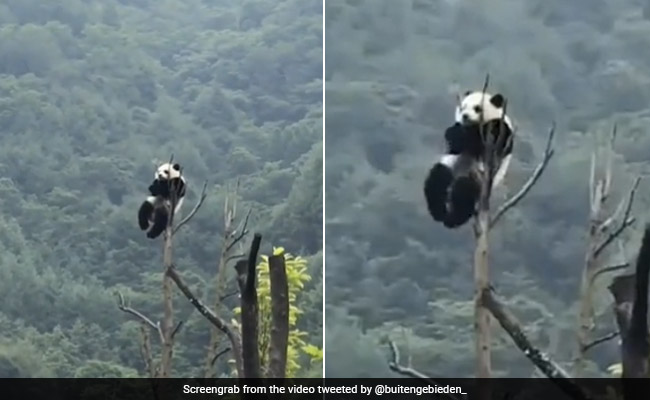 अरे ये कहां जा बैठा ये क्यूट सा पांडा, VIDEO देख आप भी हो जाएंगे सरप्राइज