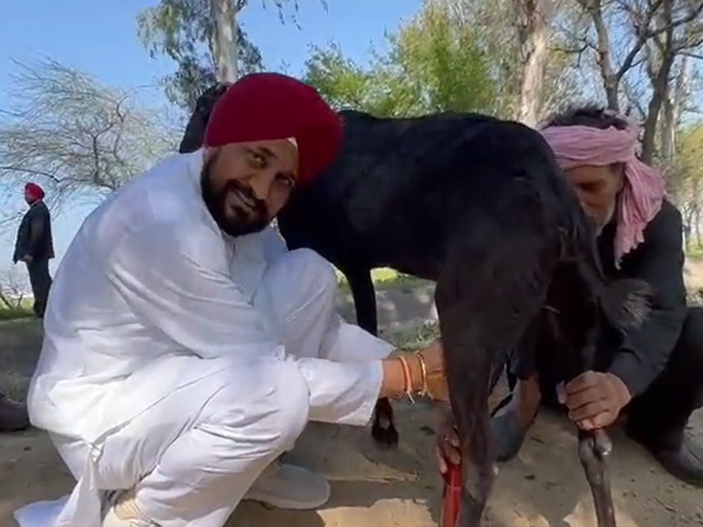 Punjab Chief Minister Milks Goat As He Awaits Poll Results