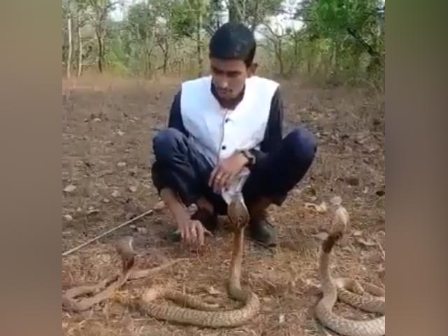 Man's Stunt With 3 Cobras Has A Terrible Ending