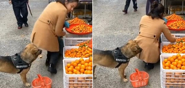 Watch: Adorable Dog Shopping For Oranges In The Market Will Win Your Heart