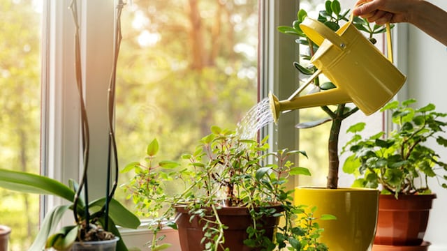 Lung Health: Surround yourself with greenery to increase oxygen around you