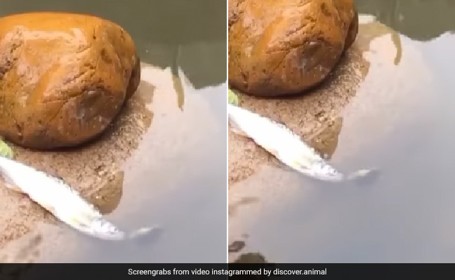 पानी से बाहर बेहोश पड़ी मछली को नन्हें कछुए ने दी नई जिंदगी, देखें VIDEO