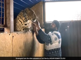 Indian Doctor Refuses To Leave Ukraine Without His Pet Jaguar And Panther Indian Doctor Refuses To Leave Ukraine Without His Pet Jaguar And Panther