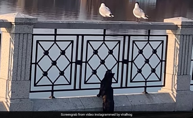 पक्षी का शिकार करना चाह रही थी बिल्ली मौसी, मगर पक्षी ने कुछ ऐसा किया कि बिल्ली भाग गई