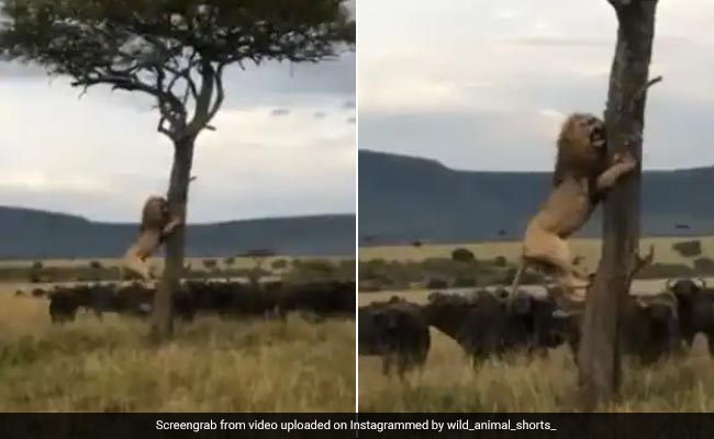 डर सबको लगता है ! गला सबका सूखता है, इस VIDEO में देखिए जंगल के राजा शेर की हालत