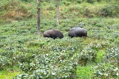 Indian Bison Filmed Fighting Over Territory In Tamil Nadu Indian Bison Filmed Fighting Over Territory In Tamil Nadu