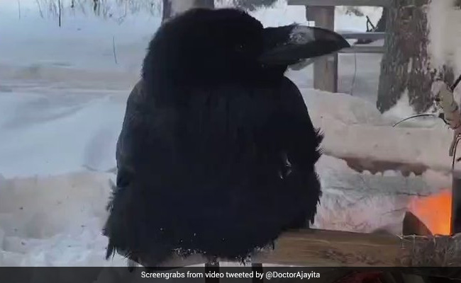 ठंड से ठिठुर रहे पक्षी को कपड़ा लपेटकर शख्स ने ली सेल्फी, वीडियो देख भावुक हो जाएंगे आप