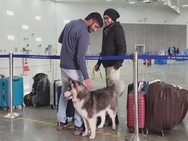 Indian Student Returns From Ukraine With Pet Dog